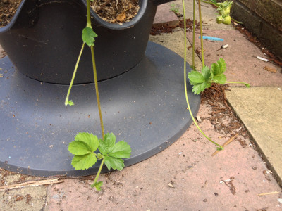 3 runners/stolons from Cambridge Favourite strawberry plants reaching down to the ground, each with two sets of leaves, and a runner/stolon (2nd from left) reaching down from a Florence strawberry plant.