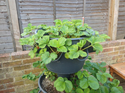 Top tier with some Flamenco strawberries developing. A number of plants have not put out any flowers yet.