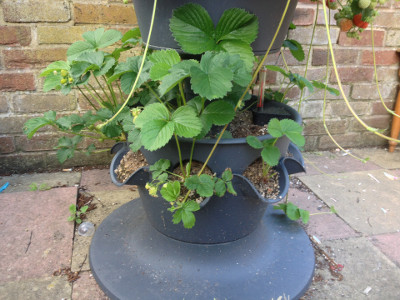 Bottom tier with some developing Florence strawberries and some flower buds. Some plants have not flowered.