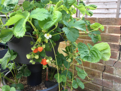 Cambridge Favourite strawberry plants with some developing and ripening strawberries, flowers and pollinated flowers, and runners/stolons.