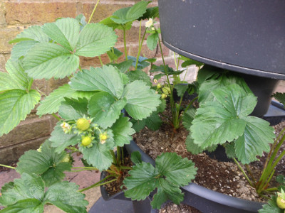 Some developing Florence strawberries, flowers, pollinated flowerrs, flower buds, and runners/stolons.