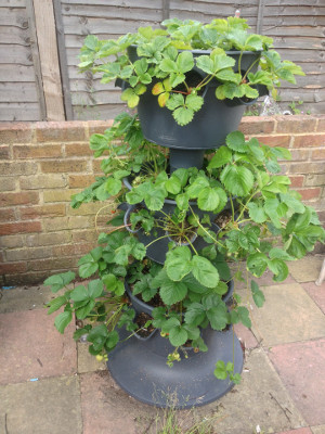3-tier planter with some Cambridge Favourite and Florence maincrop strawberries fruiting, and the everbearer Flamenco strawberry plants flowering again.