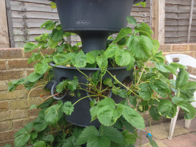 Middle tier planter with some Cambridge Favourite strawberries fruiting and some runners.