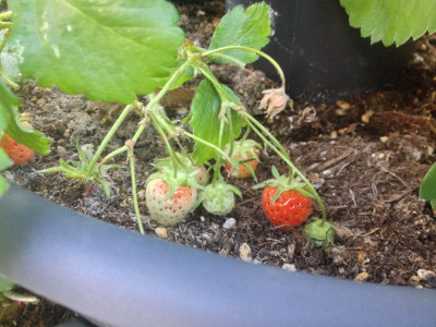 Some of the last Cambridge Favourite strawberries of the year are ripening.