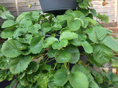 Middle tier planter with maincrop Cambridge Favourite strawberry plants have finished fruiting. Once I have propagated enough plants from the runners I will start cutting off new runners.