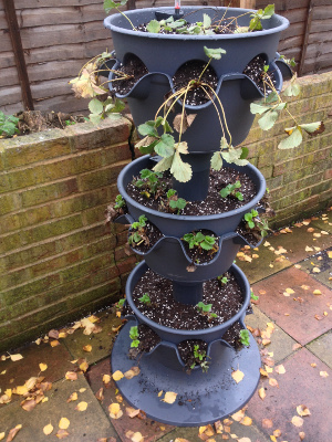 3-tier planter cleared of fallen tree leaves and rotated 90 degrees anti-clockwise.