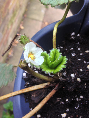 A strawberry flower blossoming.