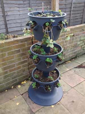 3-tier planter strawberries showing a little growth.