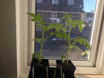 Two Irish Gardeners Delight seedlings gradually getting bigger.