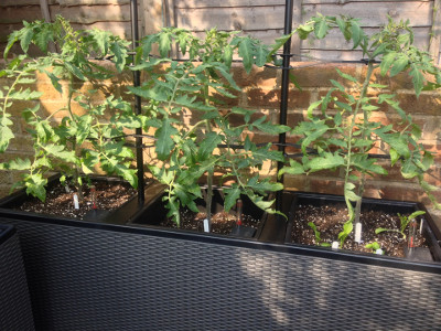 Rose de Berne tomato plants gradually getting bigger, with deveoping flower buds looking a bit diseased.