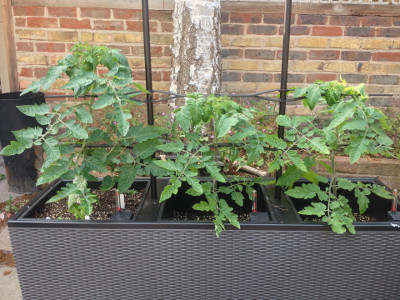 Irish Gardeners Delight tomato plants gradually getting bigger, with developing flower buds.