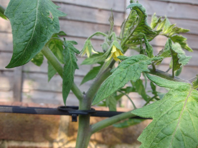 First truss of flowers on a Rose de Berne tomato plant have started to open.