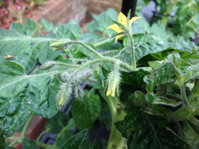 First truss of flowers on an Irish Gardeners Delight tomato plant have started to open.