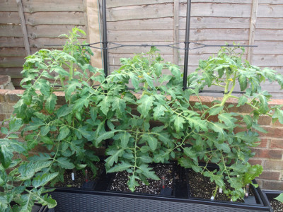 Rose de Berne tomato plants getting bigger, with the first trusses of flowers opening, and developing their third trusses of flower buds.
