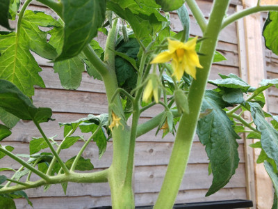 The first truss of flowers on a Rose de Berne tomato plant, with part of the second truss visible (top centre). The petals on the first two flowers on the first truss have started to wither, so the first fruit will soon be visible.