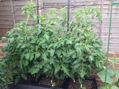 Flowering and fruiting Rose de Berne salad tomato plants getting bigger. Each plant has multiple main stems.