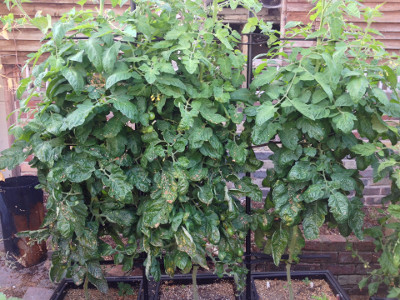 Flowering and fruiting Irish Gardeners Delight tomato plants. Some of the leaves look like they have late tomato blight.